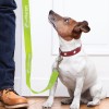 Waterloo Dog Leashes Lifestyle